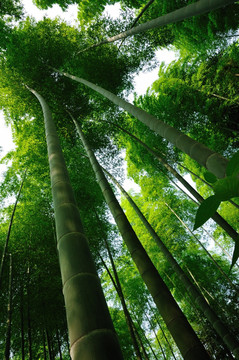 竹林