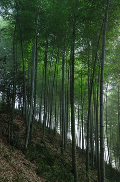 竹林