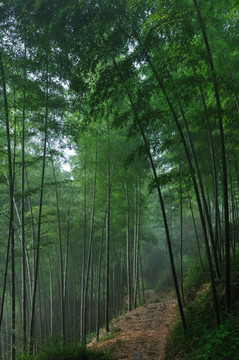 竹林