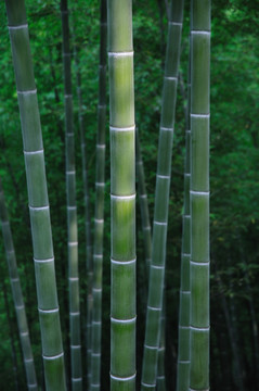 竹林