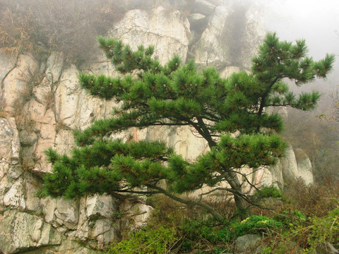泰山青松