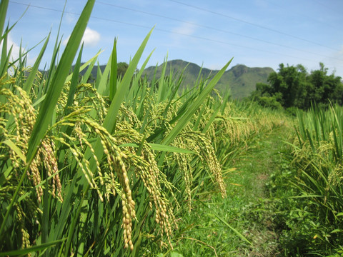 玉林马田水稻