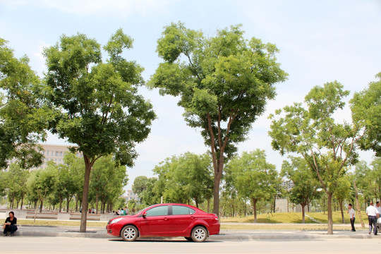 树和车