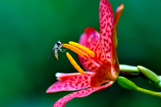 花之恋