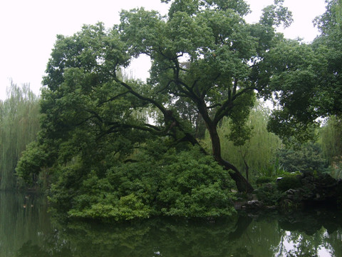湖边的绿树