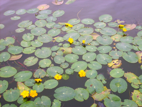 水莲