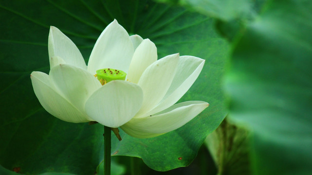 荷花