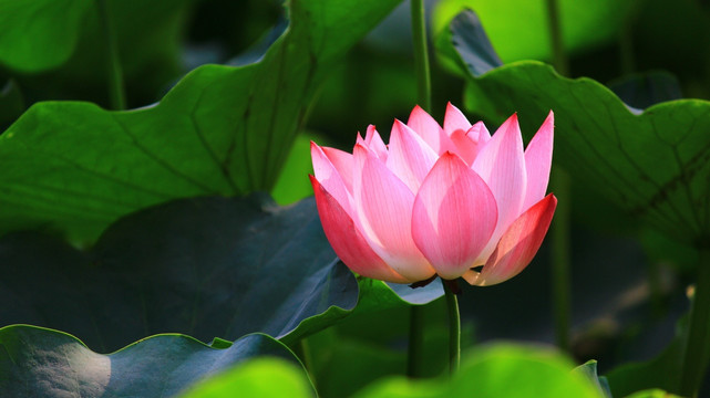 荷花