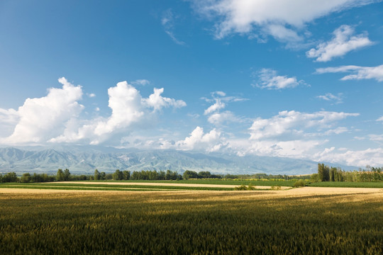田野