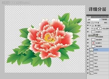 牡丹花 分层鼠绘