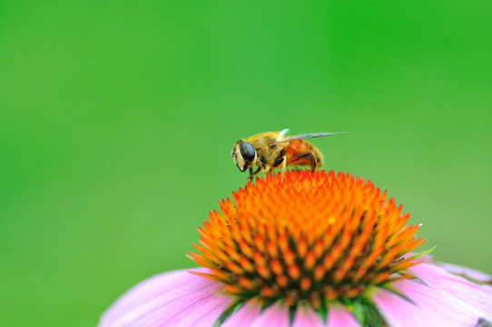 蜜蜂和花朵