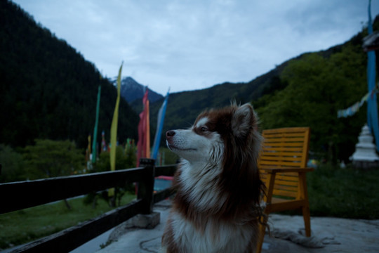 阿拉斯加雪橇犬