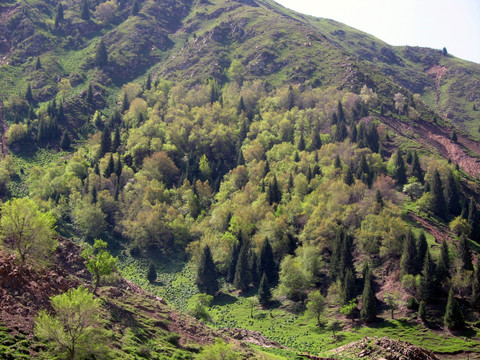 山沟桦林