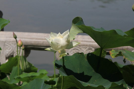 荷花