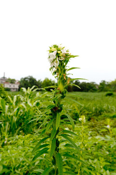 芝麻花