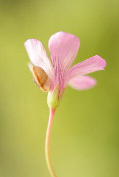 花朵微距摄影