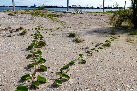 海滩 藤蔓植物