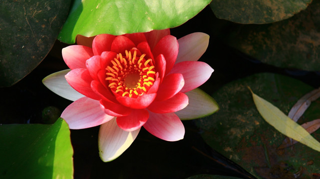 荷花