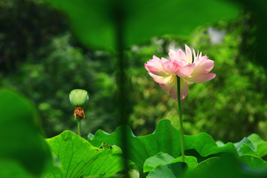 荷花