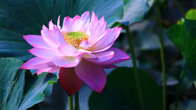 荷花