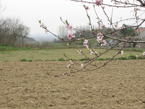 桃花源里人家