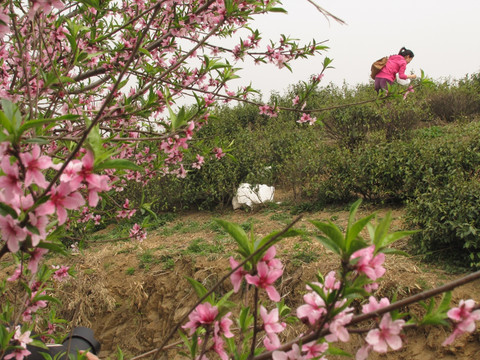 桃花影里采春茶