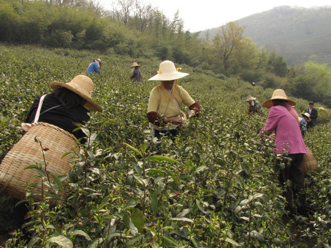 采春茶