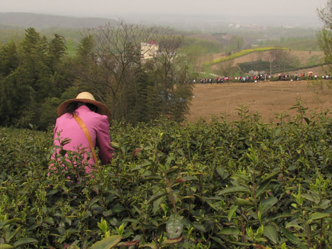 采春茶