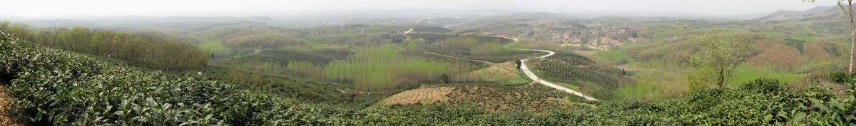 茶场春归 滁州施集茶场 赵洼远眺