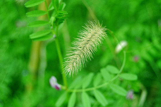 狗尾草