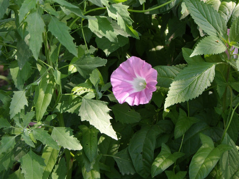 喇叭花 牵牛花