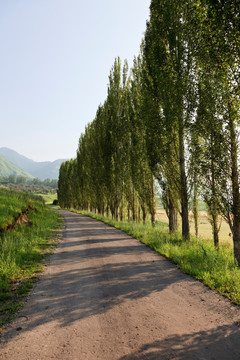 林中小路