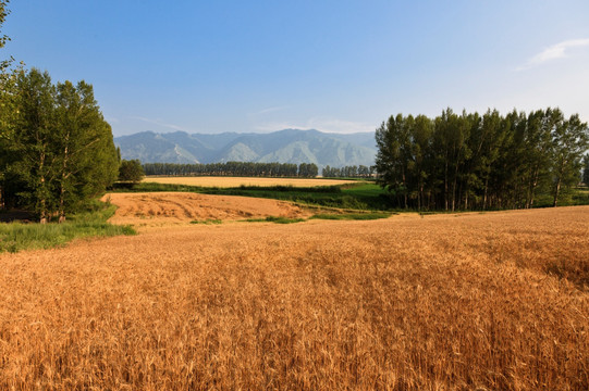 田野