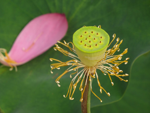 莲蓬与掉落在茶叶上的花瓣