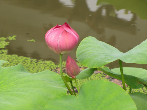 荷花苞