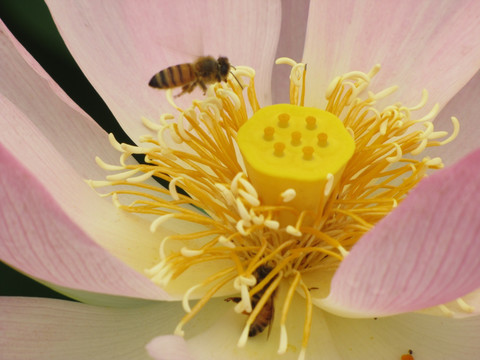 蜜蜂与莲花