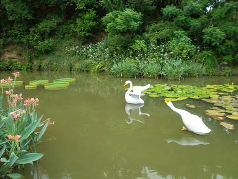 莲花仙境