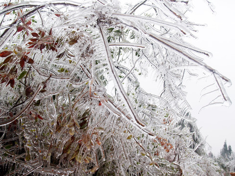 雪霜