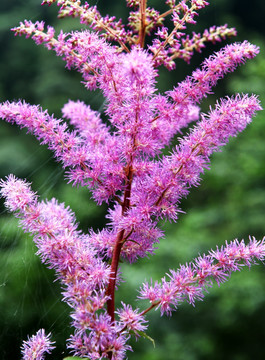 红色山花