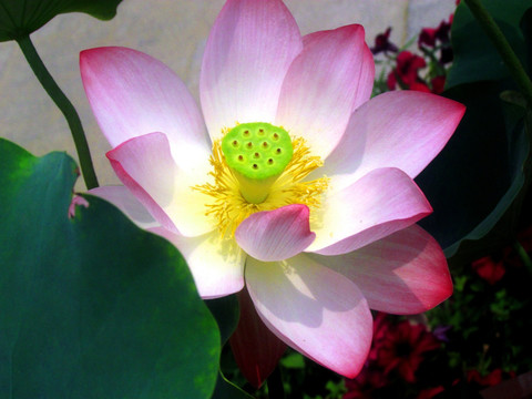 荷花