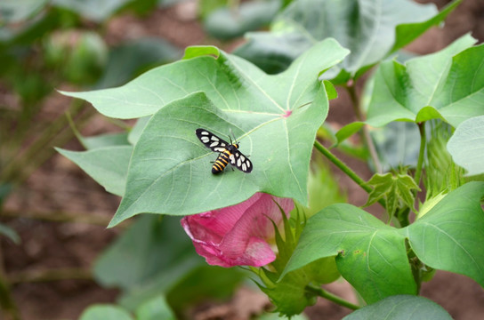 小黄蜂