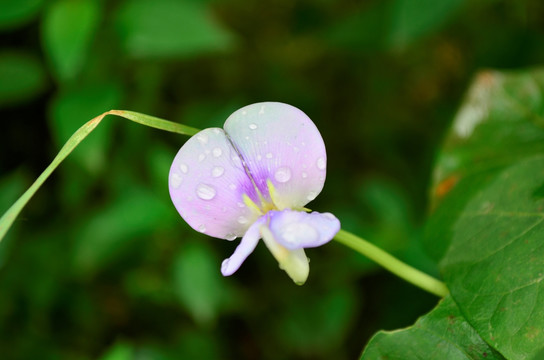 鹅米豆花