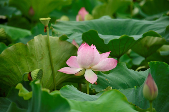 荷花