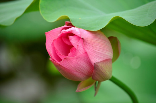 荷花