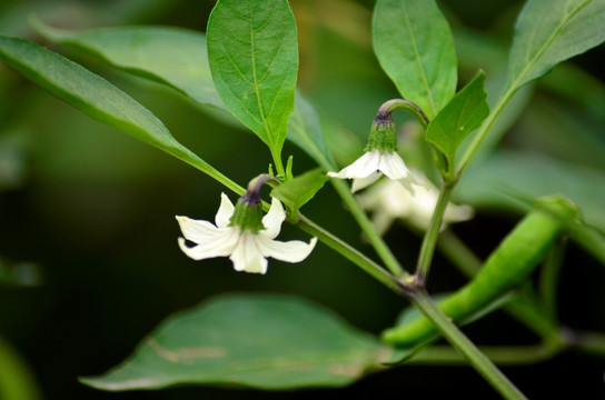 辣椒花