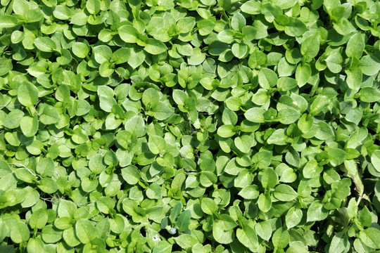 野生植物 繁缕