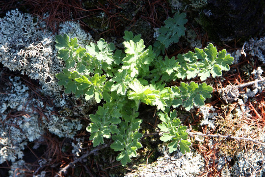 野生植物 白屈菜