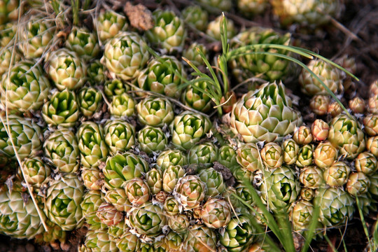 呼伦贝尔野生植物 瓦松