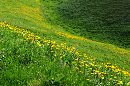 高山花海