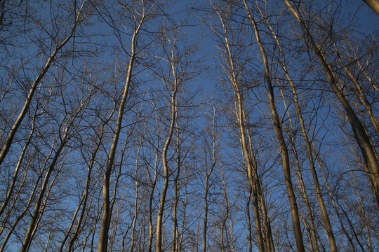 小树林